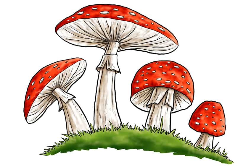 Mushroom Sketch 12