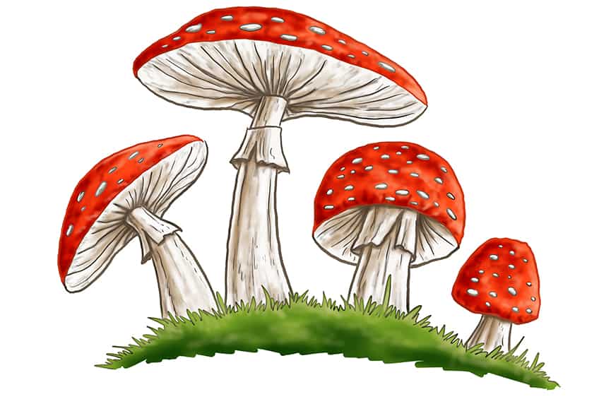 Mushroom Sketch 13