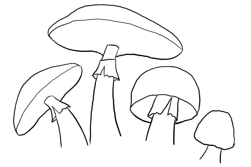 Mushroom Sketch 6