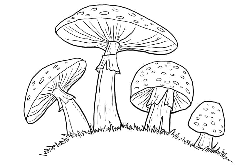 Mushroom Sketch 8