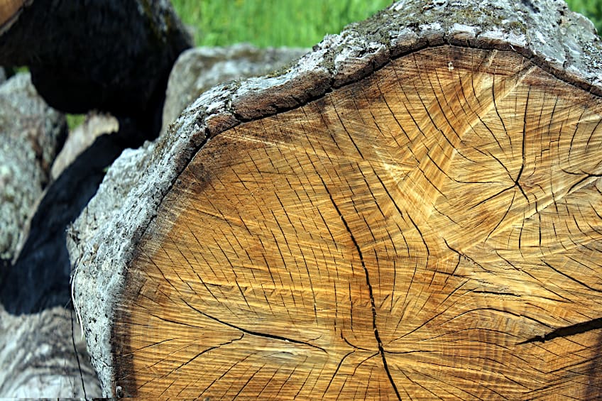 Oak Tree Lumber