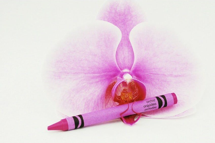 Orchid Purple Color