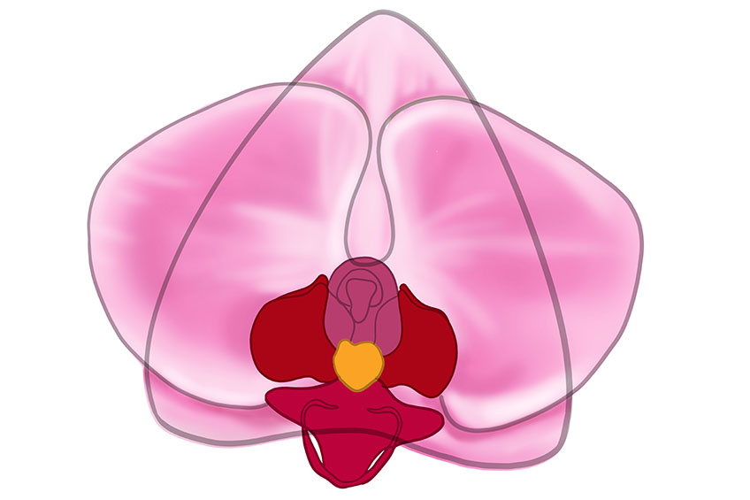Orchid Sketch 10