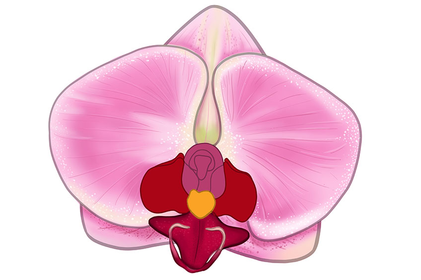 Orchid Sketch 13