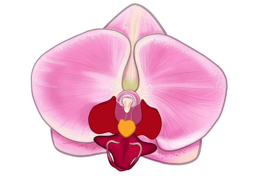 Orchid Sketch 14