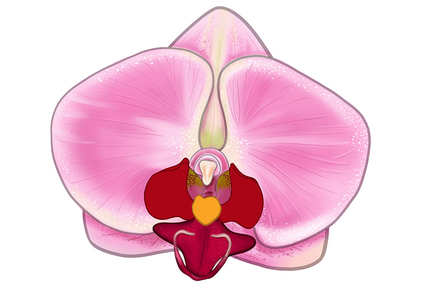 Orchid Sketch 15