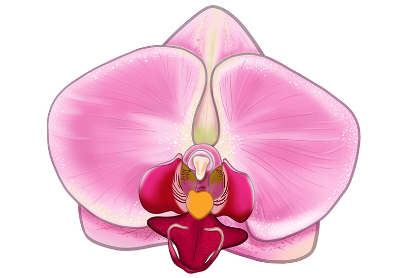 Orchid Sketch 16