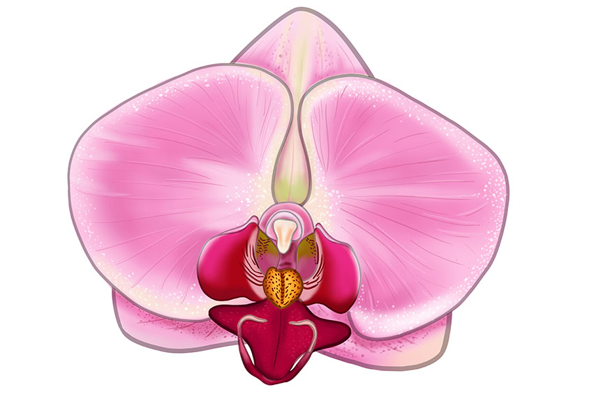 Orchid Sketch 17
