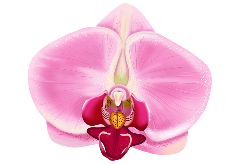 Orchid Sketch 18