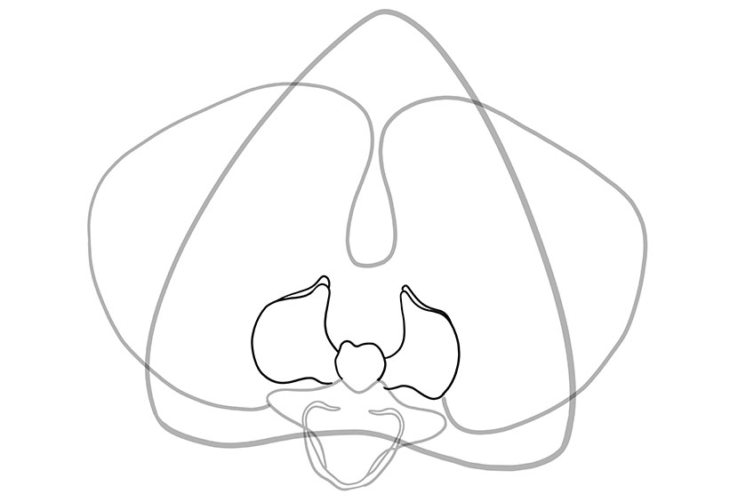 Orchid Sketch 4