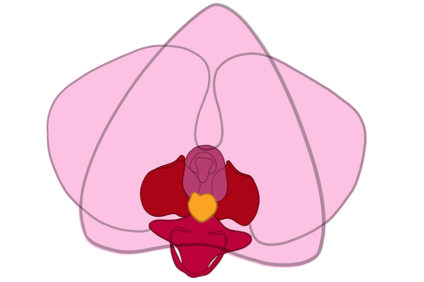 Orchid Sketch 8