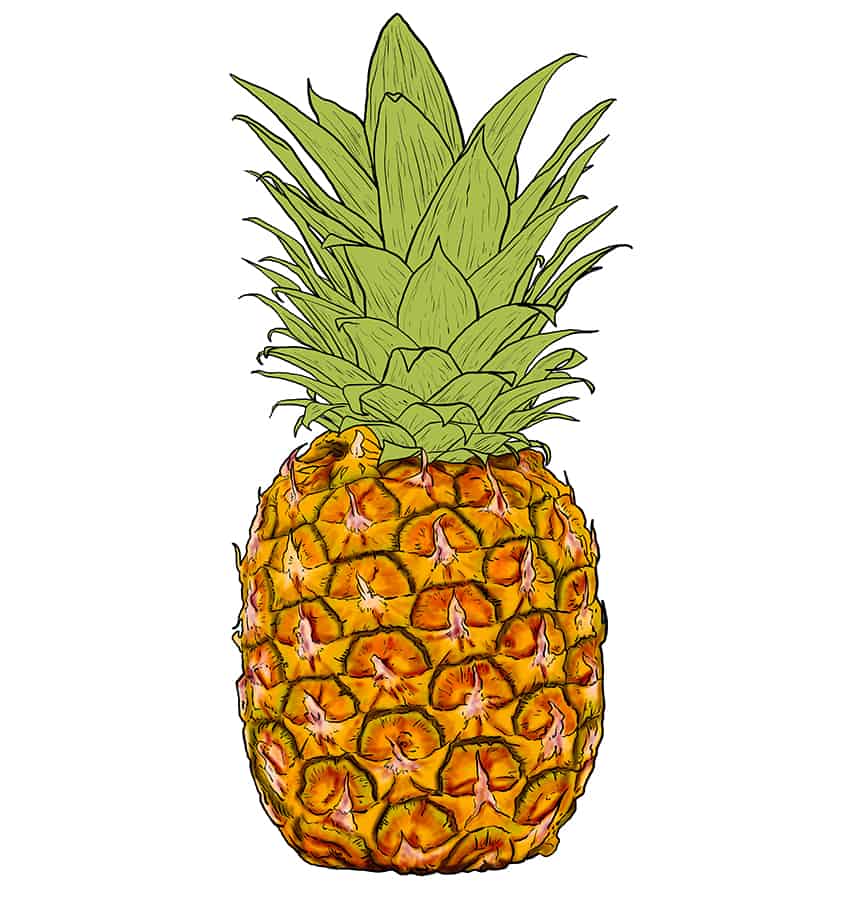 Pineapple Sketch 11