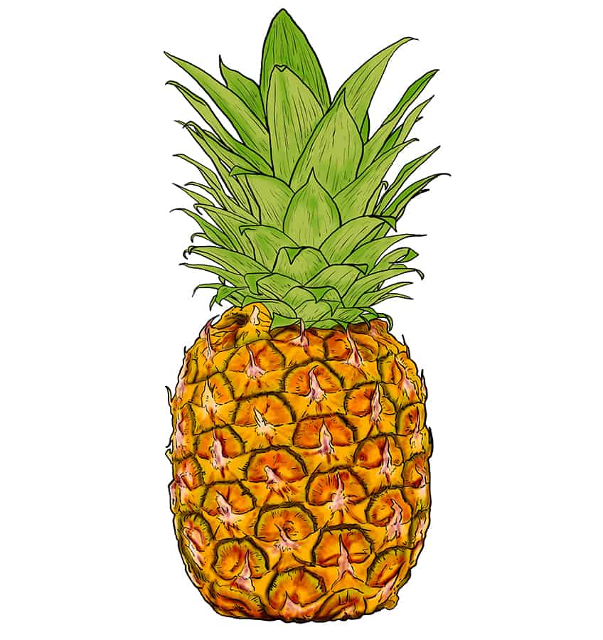 Pineapple Sketch 12