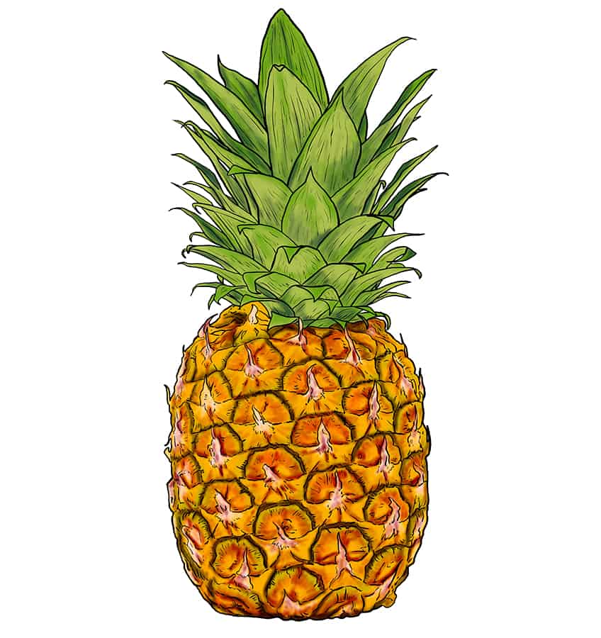 Pineapple Sketch 13