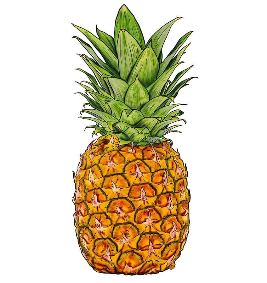 Pineapple Sketch 14
