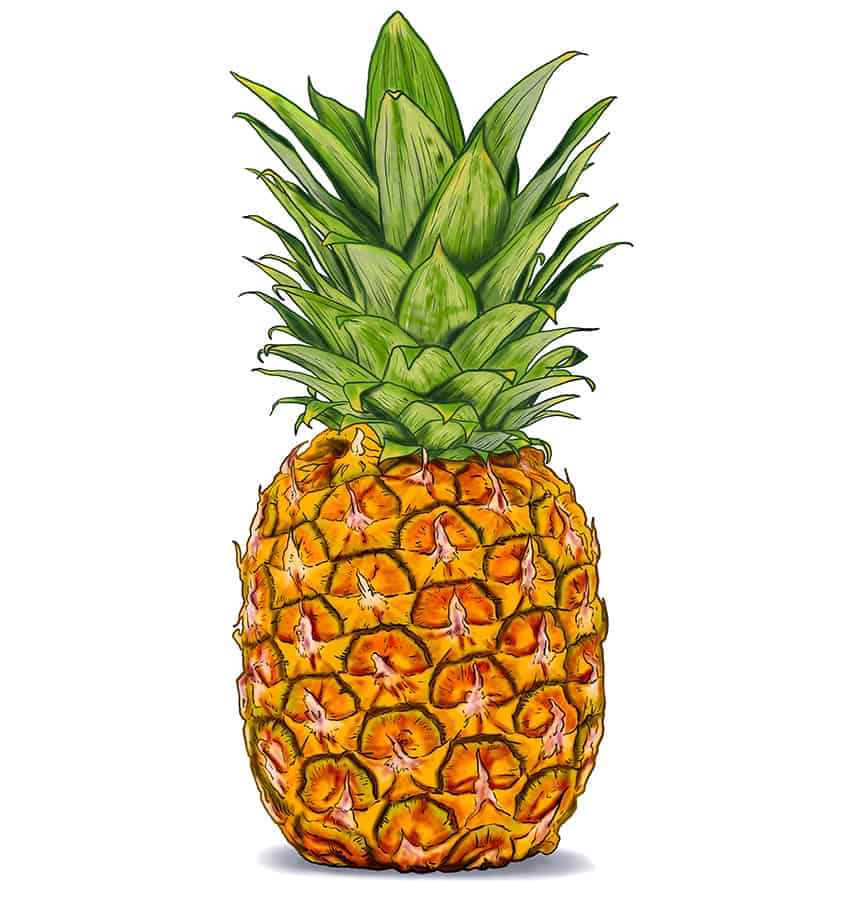 Pineapple Sketch 15