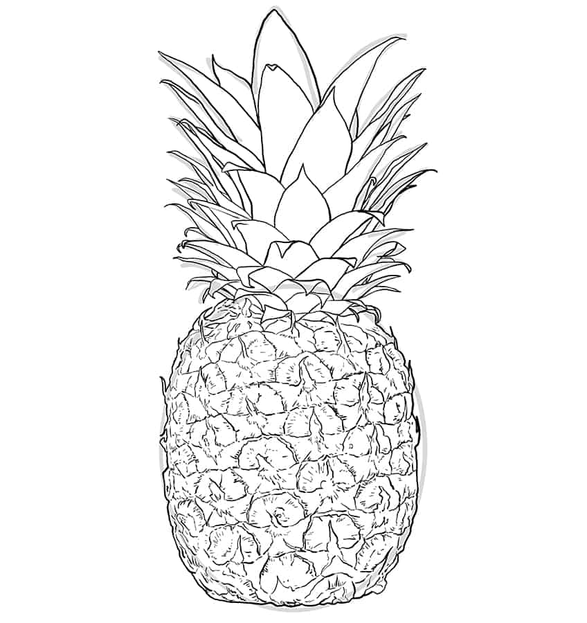 Pineapple Sketch 6