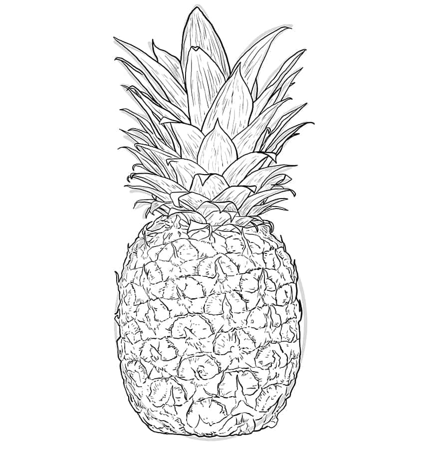 Pineapple Sketch 7