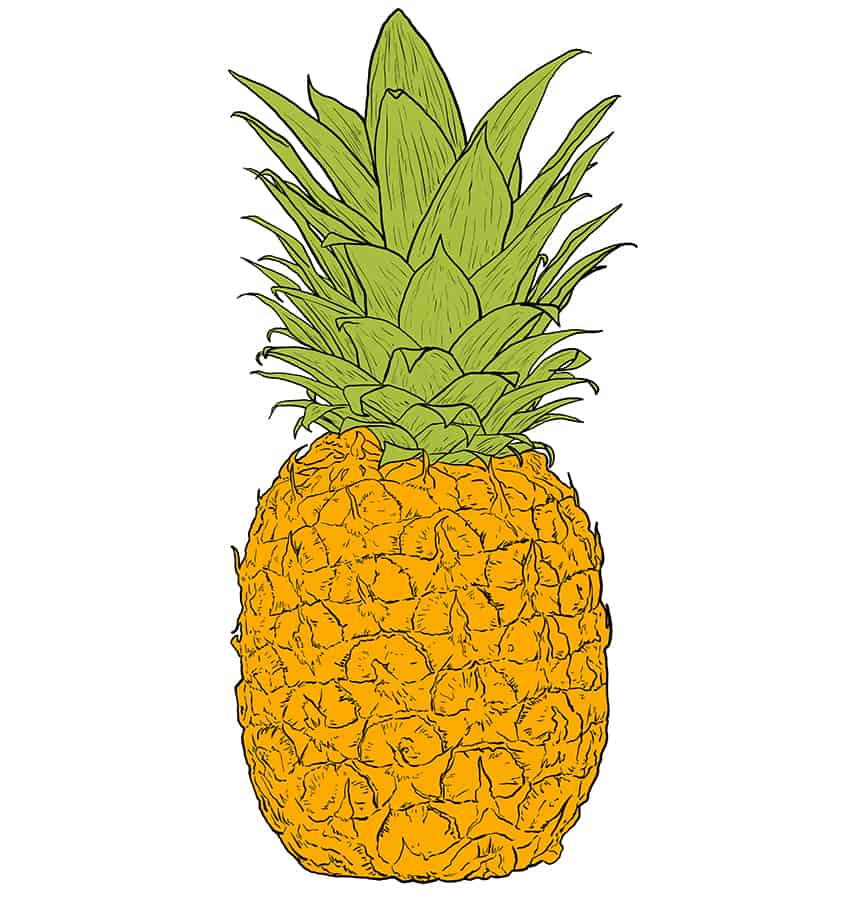 Pineapple Sketch 8