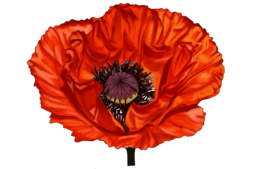 Poppy Flower Sketch 14