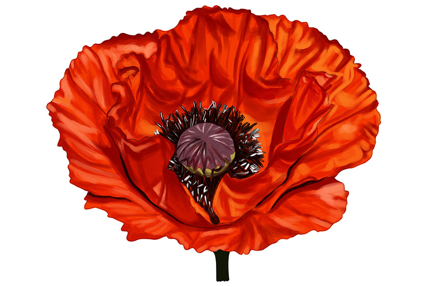 Poppy Flower Sketch 15