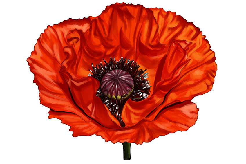 Poppy Flower Sketch 16