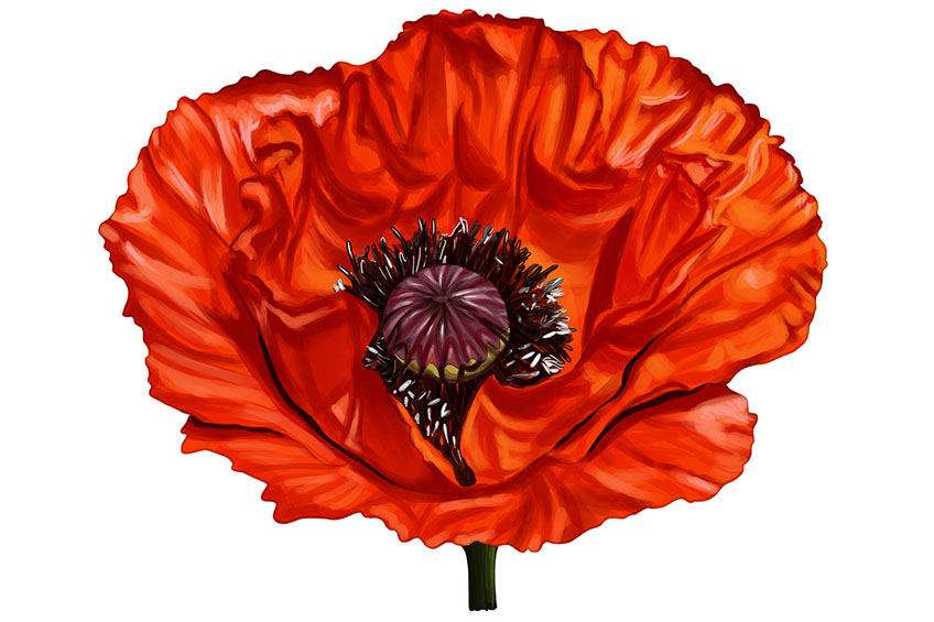 Poppy Flower Sketch 17