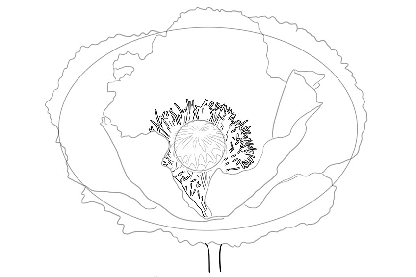 Poppy Flower Sketch 5
