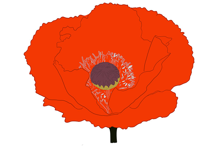Poppy Flower Sketch 8
