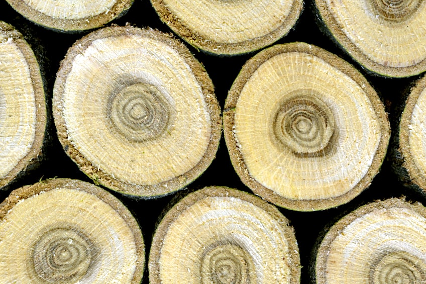 Ring Patterns on Oak Stumps