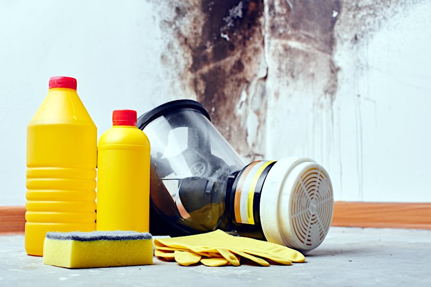 Safety Gear for Removing Mold