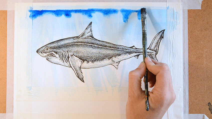 Shark Sketch 10