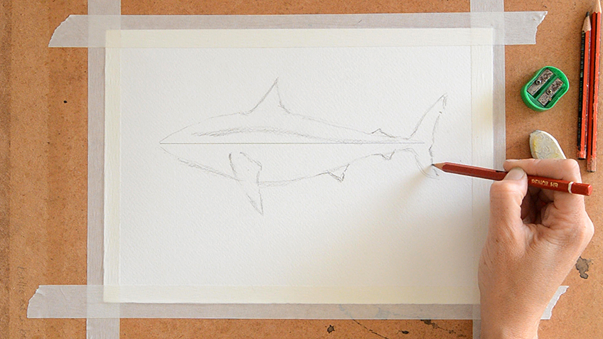 Shark Sketch 3