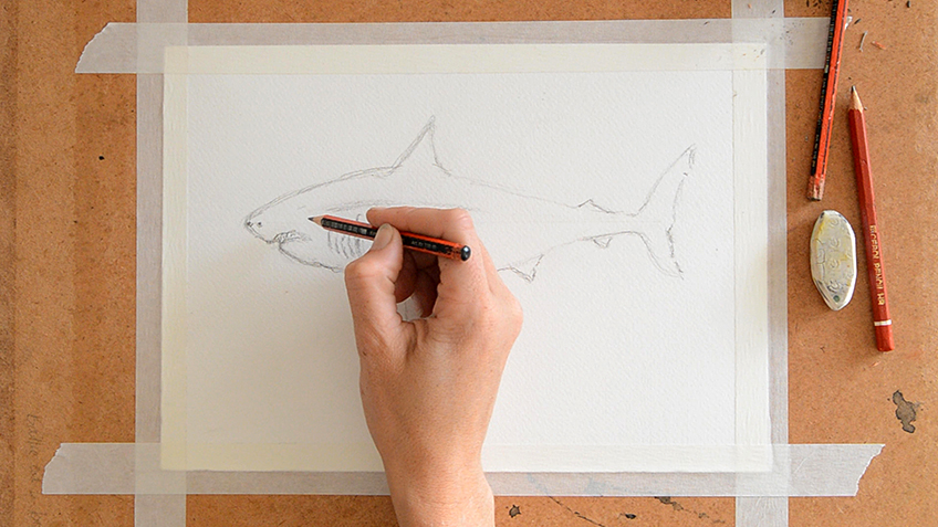 Shark Sketch 4
