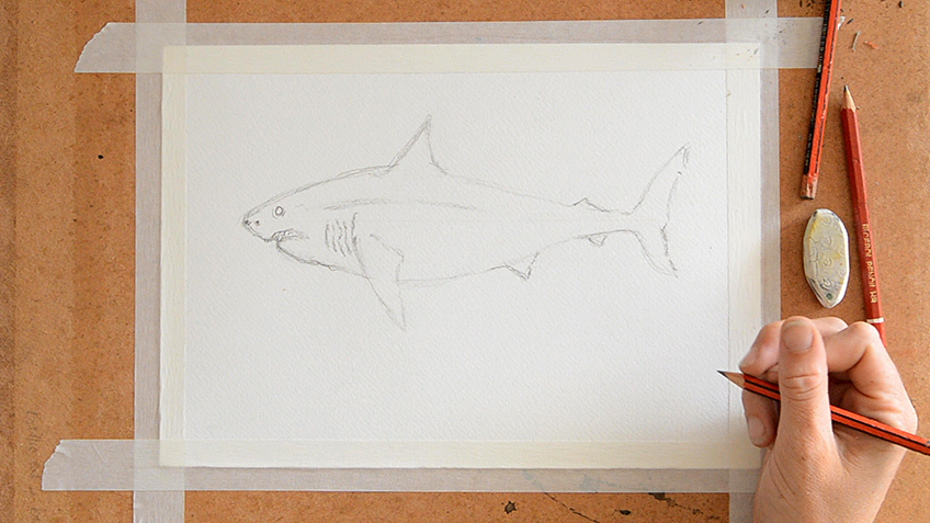 Shark Sketch 5a
