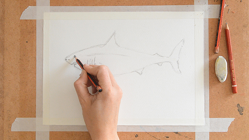 Shark Sketch 5b