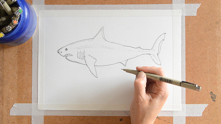 Shark Sketch 6a