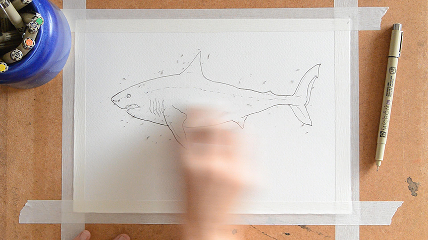Shark Sketch 6b