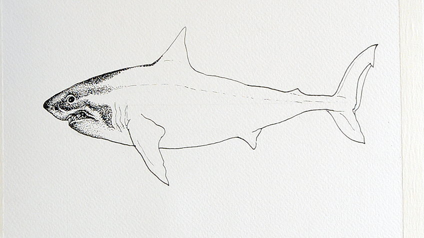 Shark Sketch 7a