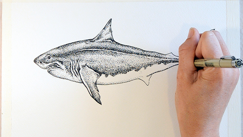 Shark Sketch 8a