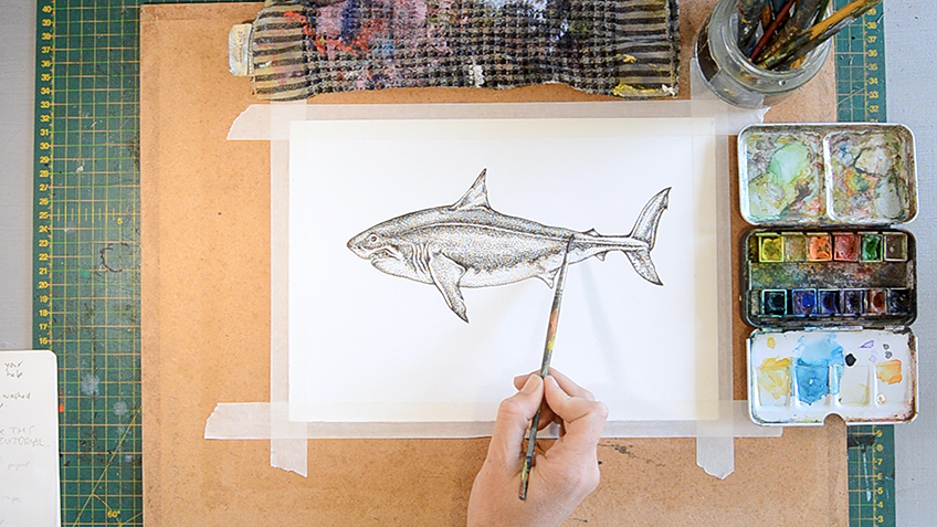 Shark Sketch 9a
