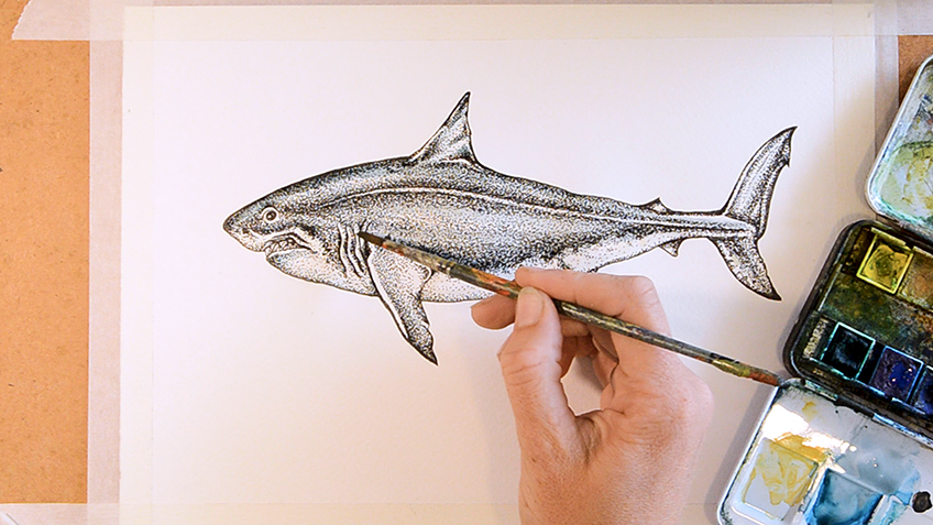 Shark Sketch 9b