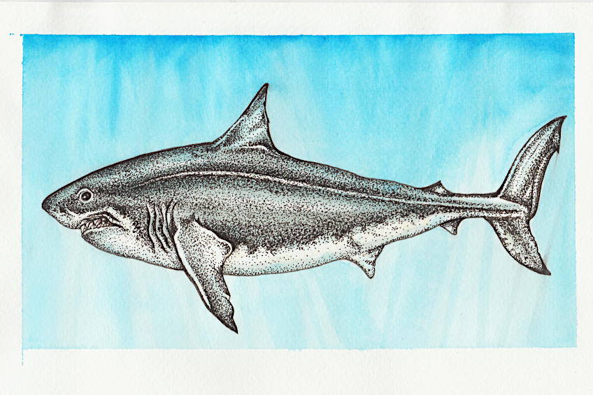 Shark Sketch
