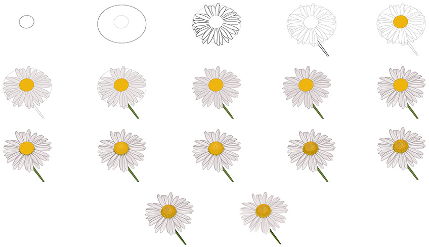 Steps for Daisy Drawing