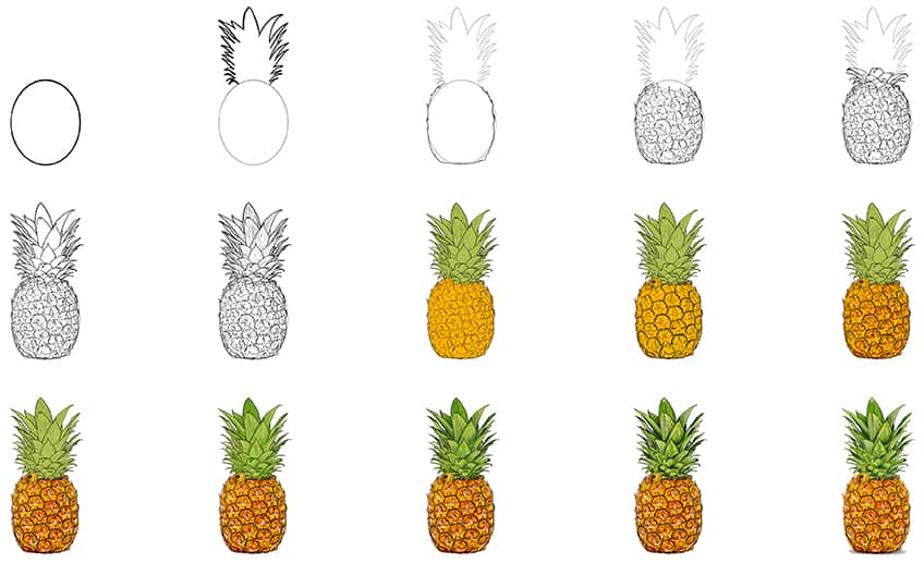 Steps for Drawing a Pineapple