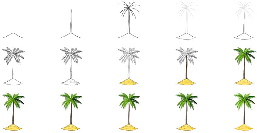 Steps to Drawing a Palm Tree