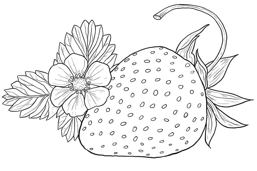 Strawberry Sketch 10