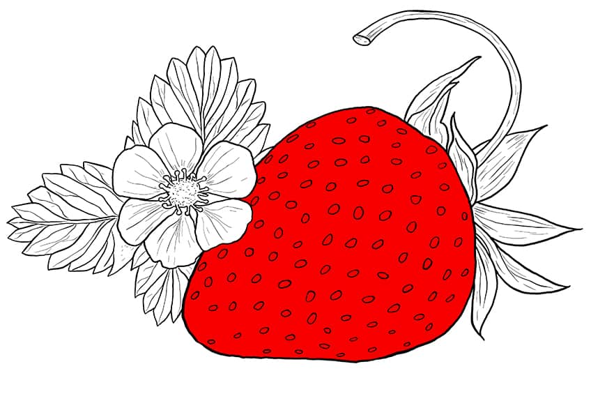 Strawberry Sketch 11
