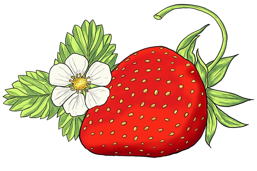 Strawberry Sketch 13