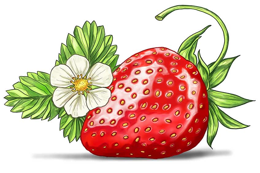 Strawberry Sketch 15